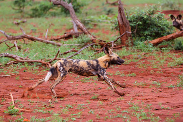 Wild dog hunting  in Zimanga Game Reserve in South Africa