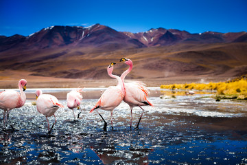 James flamingo - obrazy, fototapety, plakaty
