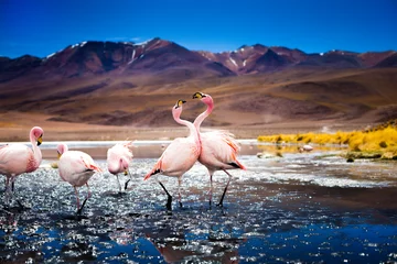 Fotobehang James flamingo © Deniza Naumova