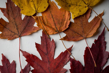 Colorful fall leaves attached to a canvas