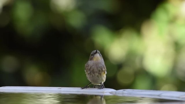 HD video of one female Yellow-rumped Warbler perched on a bird bath bathing in the water.