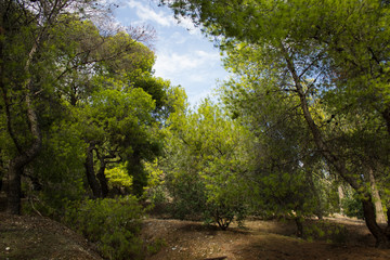 soft focus south dry park nature landscape