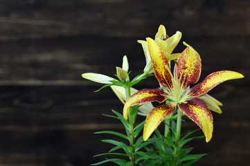 Yellow lily flower on wooden background