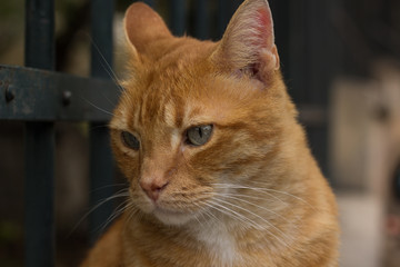 sad red street cat looking side ways in outdoor park environment place 