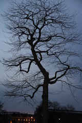 arbre 
