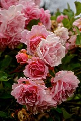 Grandiflora Rose (Rosa)