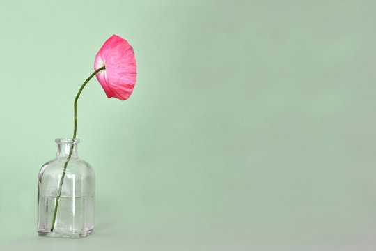 Pink Poppy Flower In Vase With Copy Space