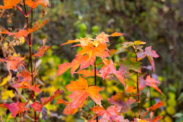 Fall colors of maple