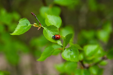 lonely ladybug on a green leaf