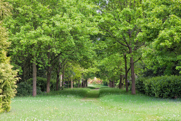Fototapeta premium Grassy path through leafy oak woodlands, wildflower meadow