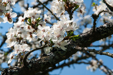 Spring blooming in garden