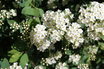 Europäischer Pfeifenstrauch-Falscher Jasmin