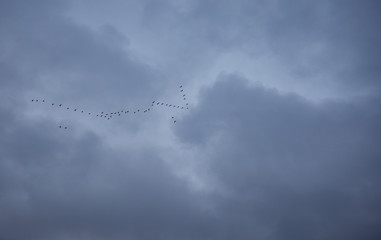 cloudy blue sky with birds