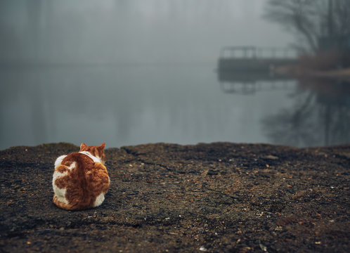 cat sitting near the river