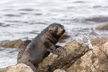 Fototapeta premium Baby puppy seal on a rock