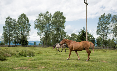 Horses