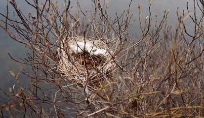 Bird's nest constructed with milkweed fluff