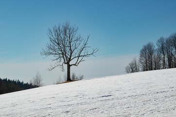 A lone tree in a snowy landscape.