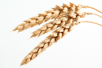 Ears of old golden wheat on a white background