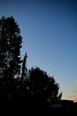 Fototapeta premium Silhouette of trees 