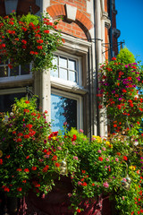 Fototapeta na wymiar Traditional brick architecture bordered by lush green window boxes blooming with colorful flowers