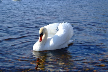 Naklejka premium Swan number 1