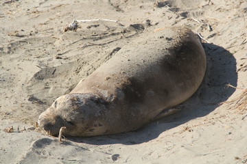 seal