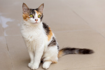 Cute young cat