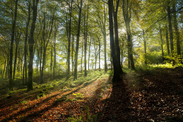 Magical autumn beech woodland with sunshine beaming through the trees, Cornwall, UK