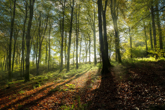 Fototapeta Magical autumn beech woodland with sunshine beaming through the trees, Cornwall, UK