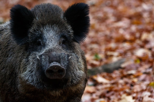 Wildschwein im Herbst