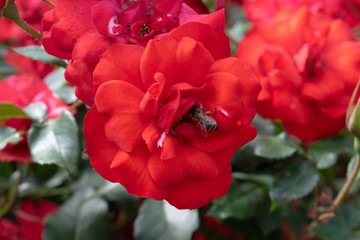 red flowers in the garden with bee