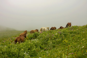The herd of horses