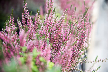 nice small lavender in prague city center