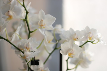 Fototapeta na wymiar white orchid 