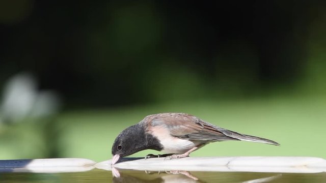 HD video of one Dark eyed junco drinking from a bird bath. This bird is common across much of temperate North America and in summer ranges far into the Arctic