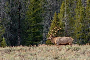 bull elk in the forest