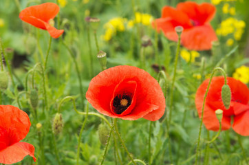 Field of red poppies