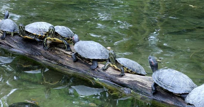 Group Of Turtles On The Wooden Trunk, Close Up View - DCi 4K Resolution