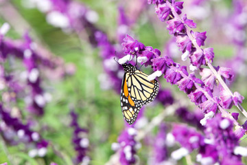 Monarch butterfly drinking nectar from purple Mexican Sage flowers on a bright sunny day. The Monarch butterfly is considered an iconic pollinator species
