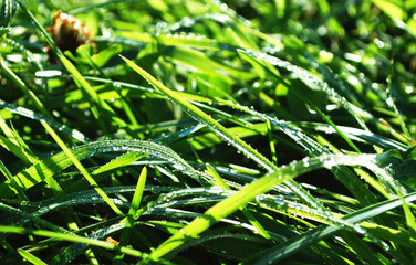 капли росы на траве