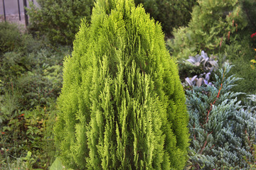 Beautiful bush in the yard