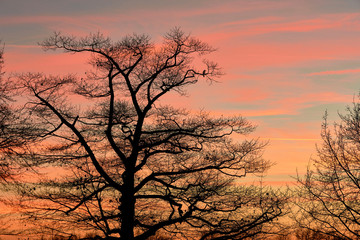 Sonnenuntergang, Baum mit Vogel,  Winter