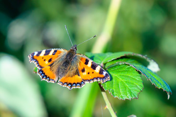 Fototapeta na wymiar Colorful butterfly, Small Tortoiseshell, Aglais urticae, spreading it's wings.
