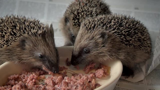 Igelbabies beim fressen