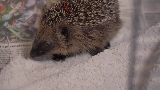 Gerettetes Igelbaby