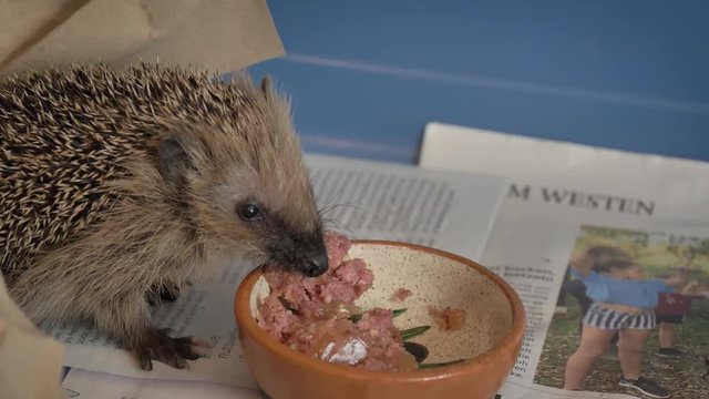 Igelbaby l&auml;sst es sich schmecken