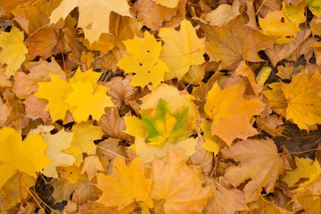 Naklejka na ściany i meble Field of maple leaves. Autumn carpet. Trees threw off foliage.