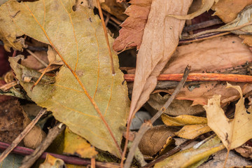 Blätter im Herbst, Textur