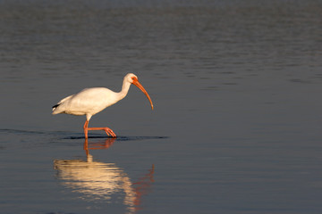 White Ibis (Eudocimus albus) wading through shallow water at Ft. Desoto near St. Pete Beach, Florida searching for food.